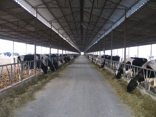 China sistemas de quadro de aço Pre-projetados que produzem a vaca/cavalo com painéis do telhado fornecedor