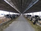 China sistemas de quadro de aço Pre-projetados que produzem a vaca/cavalo com painéis do telhado fábrica